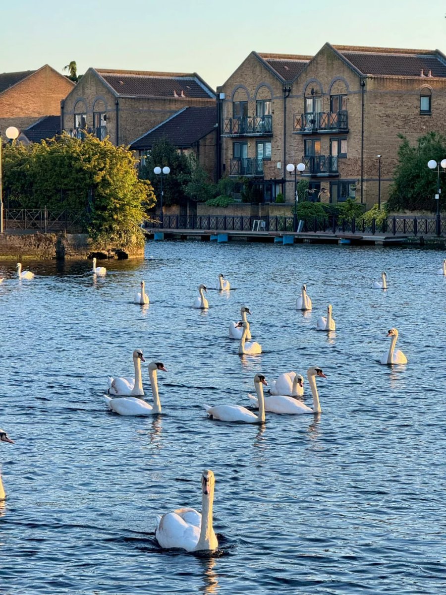 TheOtherGuysPS3's tweet photo. The weather is very nice, so do you think the white ducks are more beautiful today? https://t.co/h6MYnEDscG