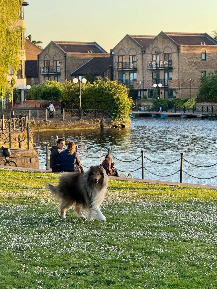 phulushe's tweet image. The weather is very nice, so do you think the white ducks are more beautiful today?