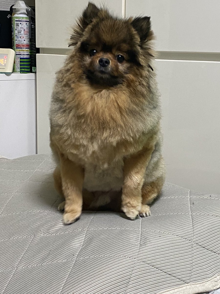 lin_lin_ling's tweet photo. 本日、サマーカットにしてもらいました。いつものホワホワじゃなくて、モコモコってなってて可愛い https://t.co/tzMmLGvIJX