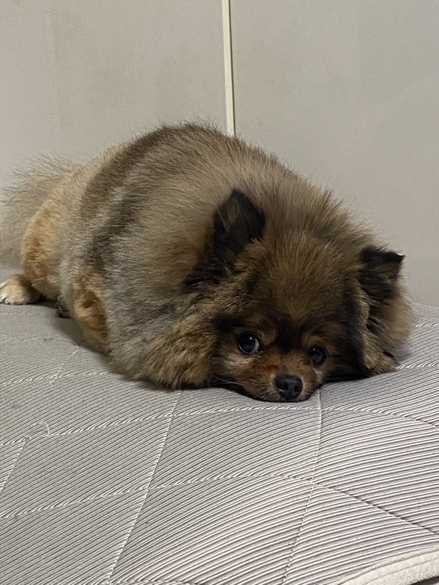lin_lin_ling's tweet photo. 本日、サマーカットにしてもらいました。いつものホワホワじゃなくて、モコモコってなってて可愛い https://t.co/tzMmLGvIJX