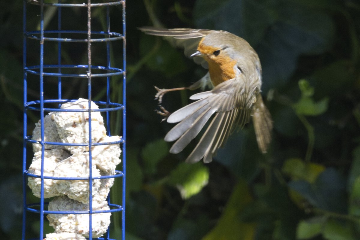 Errol the robin arriving for breakfast.