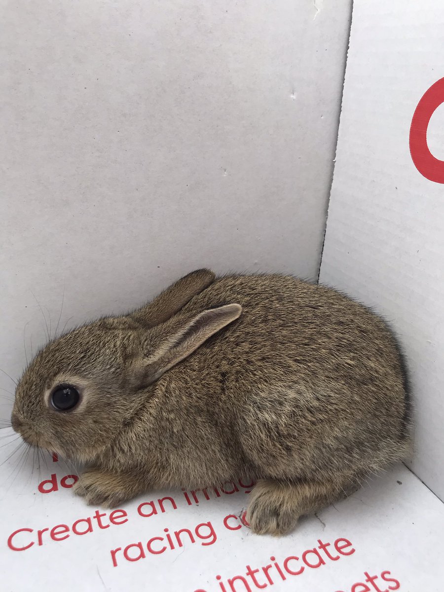 Corrie Watson ๐ด๓ ง๓ ข๓ ณ๓ ฃ๓ ด๓ ฟ๐ช๐บ tweet media