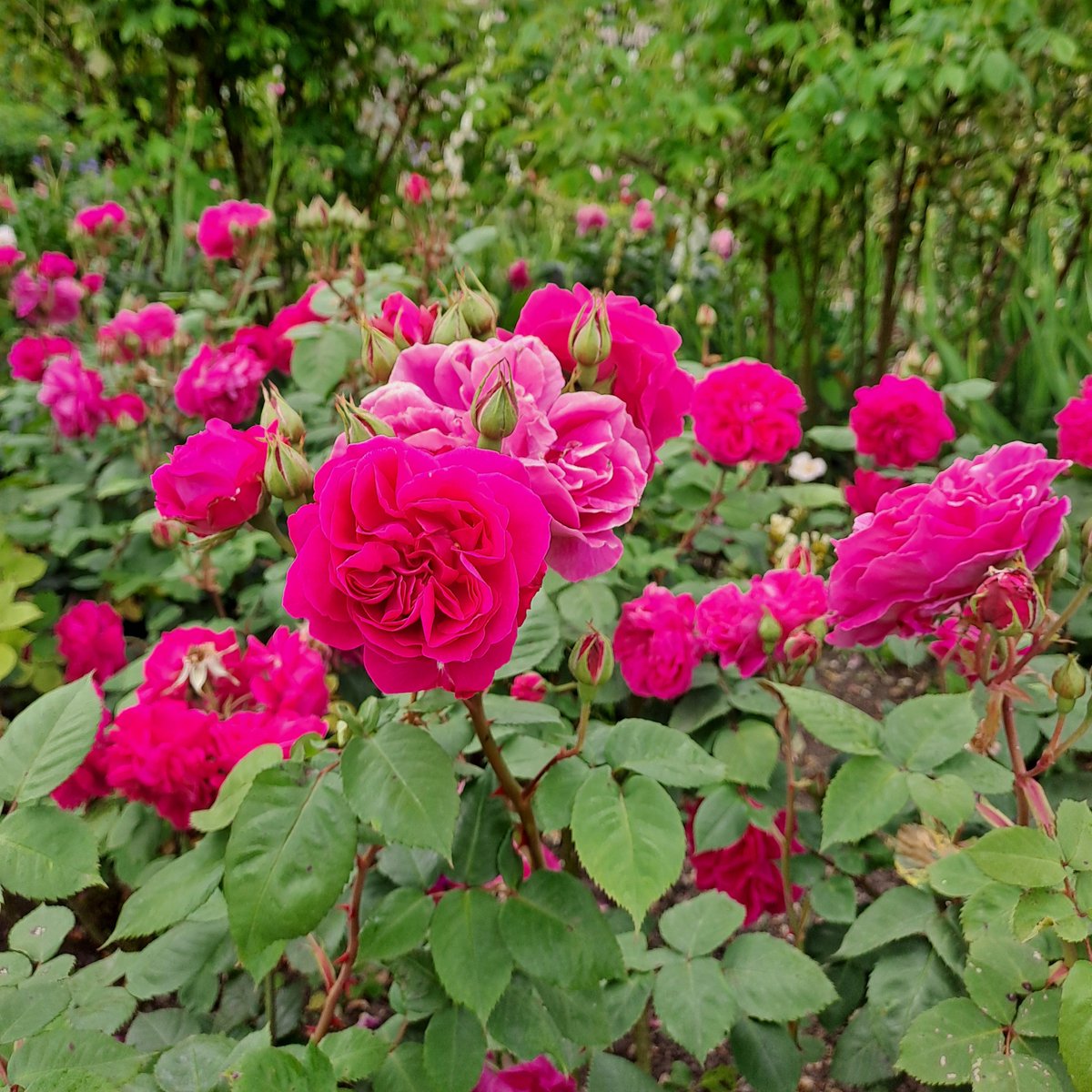 MottisfontNT's tweet photo. Many of the roses we care for only flower once a year. We leave the once-flowering shrubs and ramblers to produce rosehips, which provide colour in winter and are an essential food source for wildlife. We deadhead any repeat-flowering shrubs. https://t.co/smSzrQvt0X