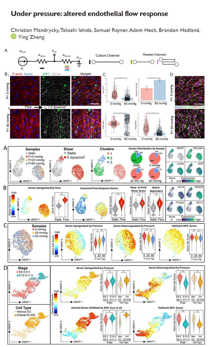 HaoYin20's tweet photo. Bulk + single-cell transcriptomics of #EndothelialCell (HUVEC) under #HydrostaticPressure (0, 20, 60 mmHg) +#ShearStress (5 dyn/cm2)🤠

⏫pressure->⏬MYC signaling ->
permissive for arterialization or #EHT

Any force sensor for pressure identified? Piezo?😁

A fascinating PDMS #Microfluidic channel (0.23 x 20 mm, φ x L) that enables independent control of shear & pressure (love to learn more design details☺️)

For RNAseq, how to avoid contaminating cells from inlet/outlet?👇

"Attached cells in inlet and outlet reservoir were removed by scraping these regions with a gel loading pipette tip attached to a vacuum aspirator, leaving cells only in the channel cross-section"

Brandon Hadland & Ying Zheng labs bioRxiv 2024 @YingZhe47280253
https://t.co/DOrp0ysVHo