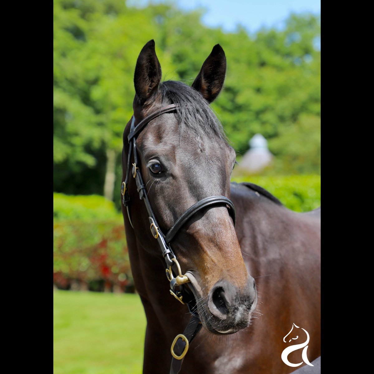NGAZracing's tweet photo. A successful few days at the Goffs Arkle sale in Ireland, Noel and Amanda came away with some lovely prospects for the future including a half-sister to a winner of the Grand Steeple- Chase de Paris! 
Thank you to @goffs1866 for putting on a brilliant sale ✨ https://t.co/tkhAbIJIiC