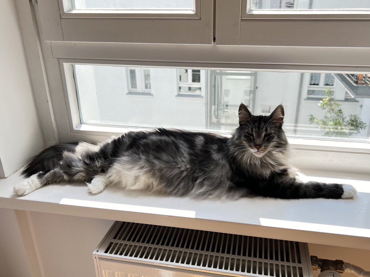 У кощьки появился подоконник на который она помещается. Кощька кайфует

#носочетверг