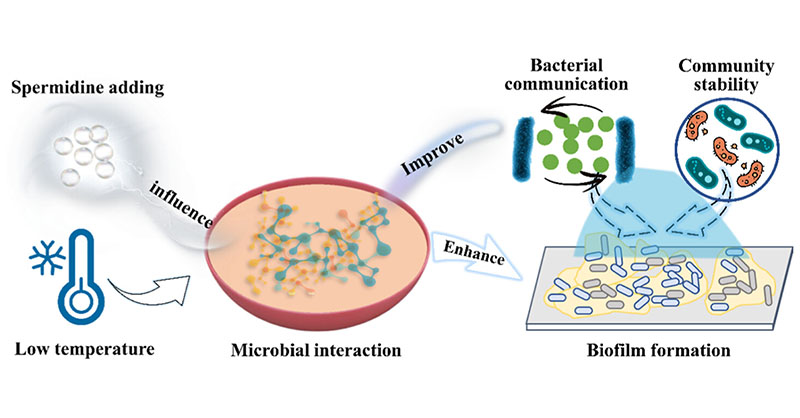 EnvSciTech's tweet image. A feasible strategy for the enhancement of #biofilm formation in low-temperature environments through regulation of the #microbialcommunity of the biofilm.

Read this article in ACS ES&amp;amp;T Water: go.acs.org/9Ns
