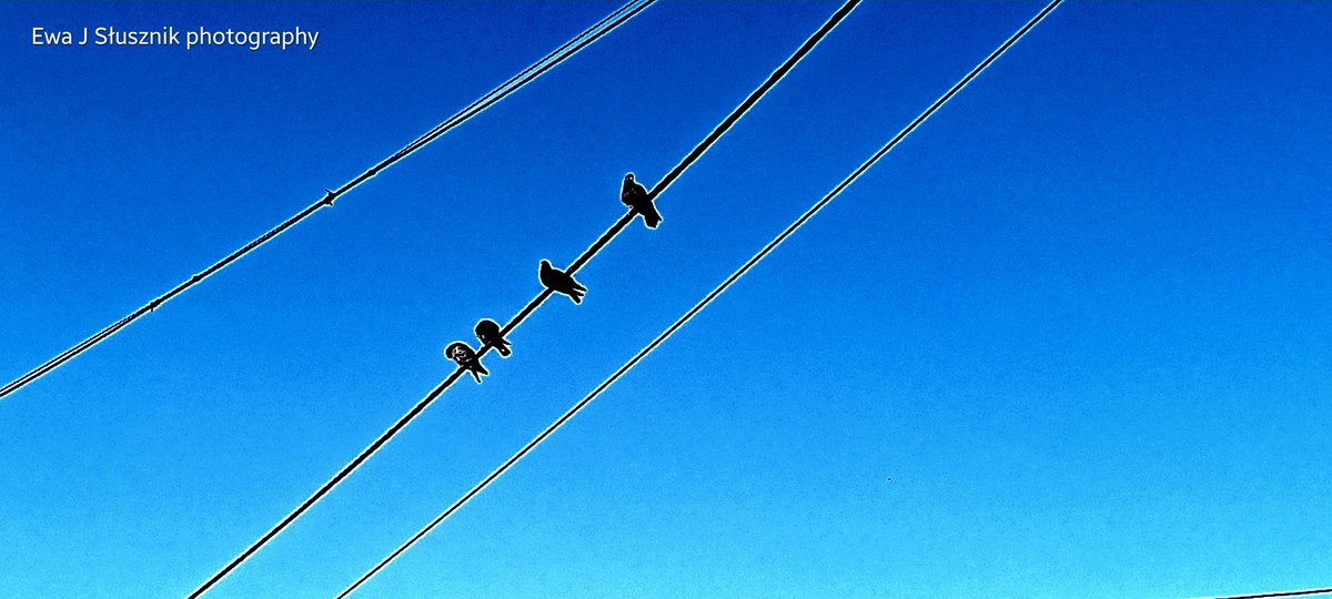OfMiArtGallery's tweet photo. #birds music notes :-) ptasie trele/ #ptasie #nutki in Ewa J Słusznik #photography June 2024. https://t.co/anhK56pIhY