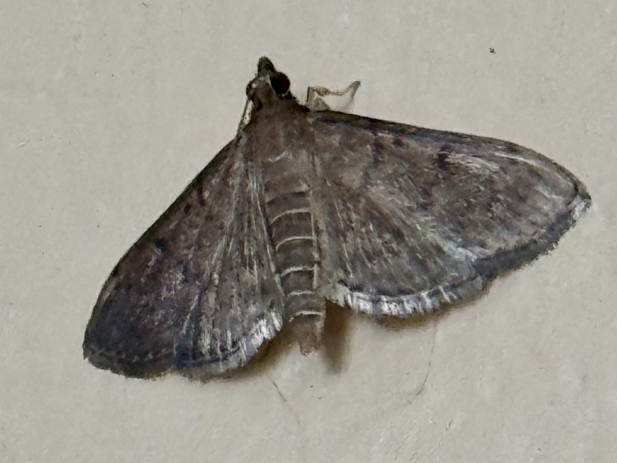 OviedoNature's tweet photo. Tropical sod #webworm larvae are a #pest of #lawns in warm weather. The tiny larvae feast on grass blades before they pupate & later emerge as dusky herpetogramma #moths, like this one in my garage. More @ https://t.co/RLVesVw4VT #insectThursday https://t.co/kaGushNxGk