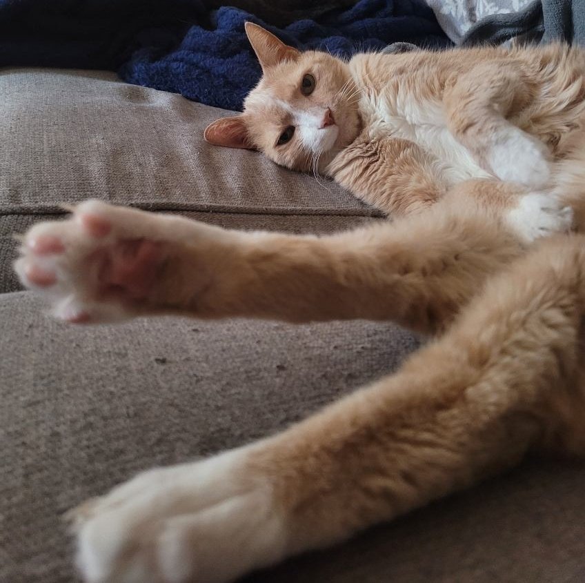 hazygoblin's tweet photo. i'm so glad we got to spend 15 years with this beautiful, silly, sweet, loving kitty. i will miss him and his head bumps and his creaky meows every single day for as long as i live. https://t.co/3XGi3BKNrY