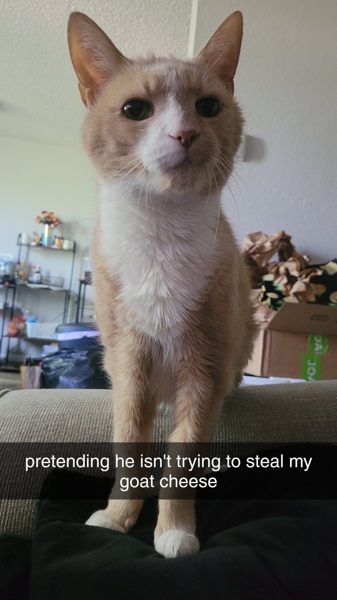 hazygoblin's tweet photo. i'm so glad we got to spend 15 years with this beautiful, silly, sweet, loving kitty. i will miss him and his head bumps and his creaky meows every single day for as long as i live. https://t.co/3XGi3BKNrY