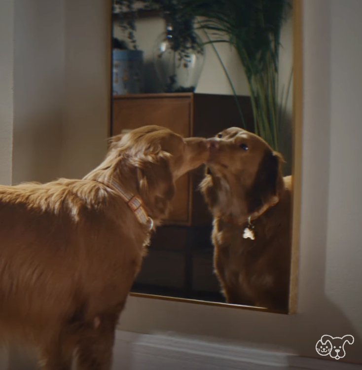 From <a href="/TLStanleyLA/">Terry Stanley</a> Petco and Slap Global Highlight Weird Pet Behavior in New Campaign adweek.com/agencyspy/petc…