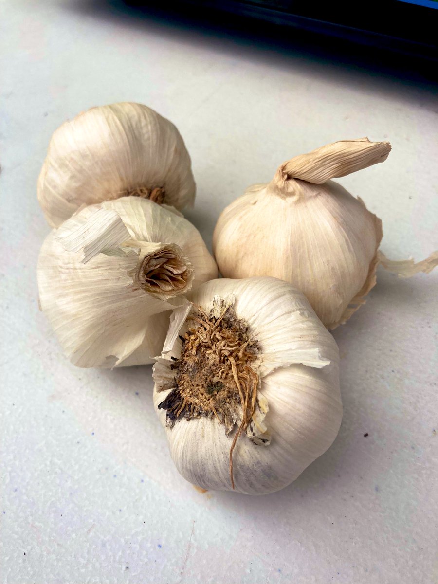 I am very happy with my bouquet of organic garlic, if you can’t tell. Only £1.10 for 4 bulbs!

📍 Teviot Centre food co-op where organic fruit and veg is discounted by 50%
