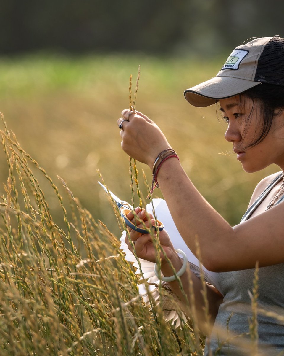 Researchers, cooks, and food companies are leading the way in developing new Kernza breeding strategies, recipes, and products to lead this perennial grain from the research station to fields &amp; forks.

Read our 2023 Perennial Impact Report for more: bit.ly/3xnExuw