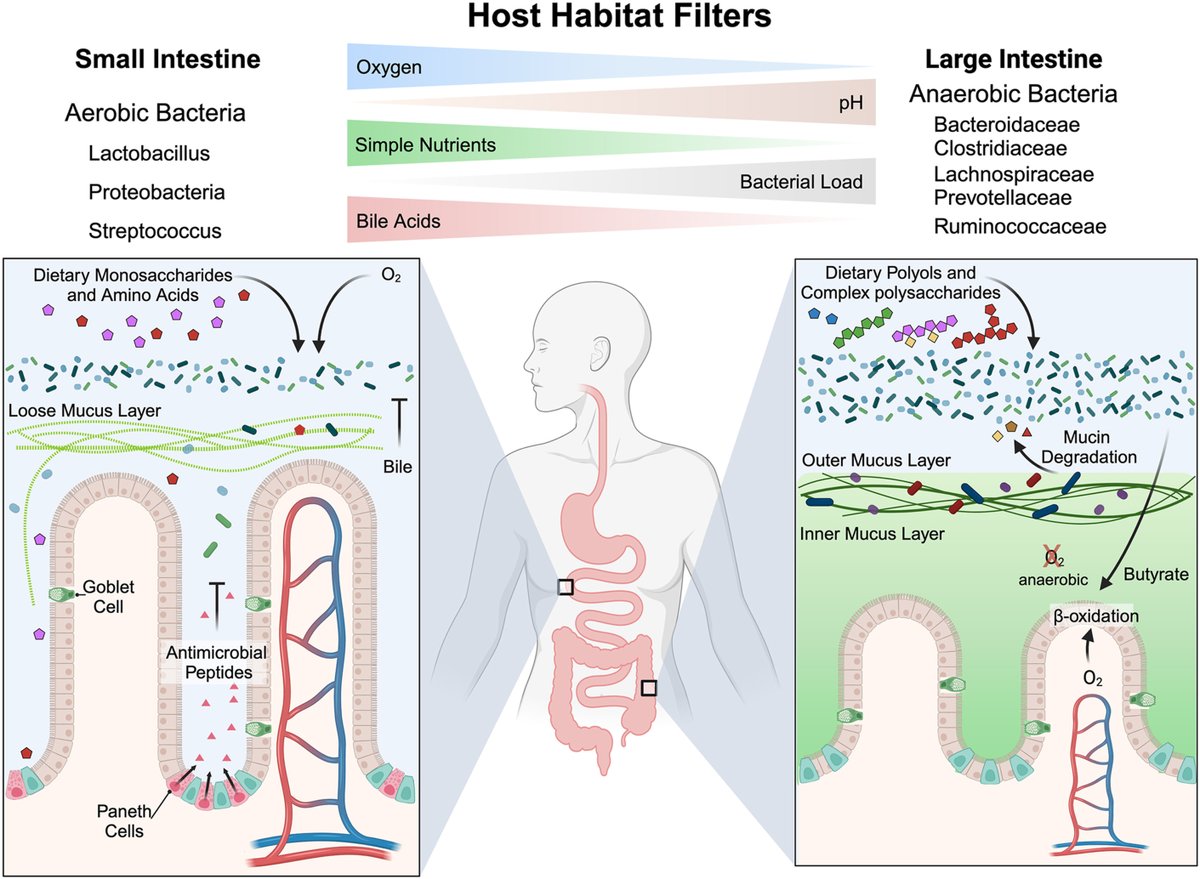 Cell Host & Microbe (@cellhostmicrobe) on Twitter photo Nutrient acquisition strategies by gut microbes
Muramatsu & Winter <a href="/UCSD/">UC San Diego</a> review how commensal & pathogenic gut bacteria use diverse strategies to obtain & process macronutrients, w/focus on bacterial carbon & energy metabolism in mammalian intestinal tract
cell.com/cell-host-micr⦠Nutrient acquisition strategies by gut microbes
Muramatsu & Winter <a href="/UCSD/">UC San Diego</a> review how commensal & pathogenic gut bacteria use diverse strategies to obtain & process macronutrients, w/focus on bacterial carbon & energy metabolism in mammalian intestinal tract
cell.com/cell-host-micrā¦