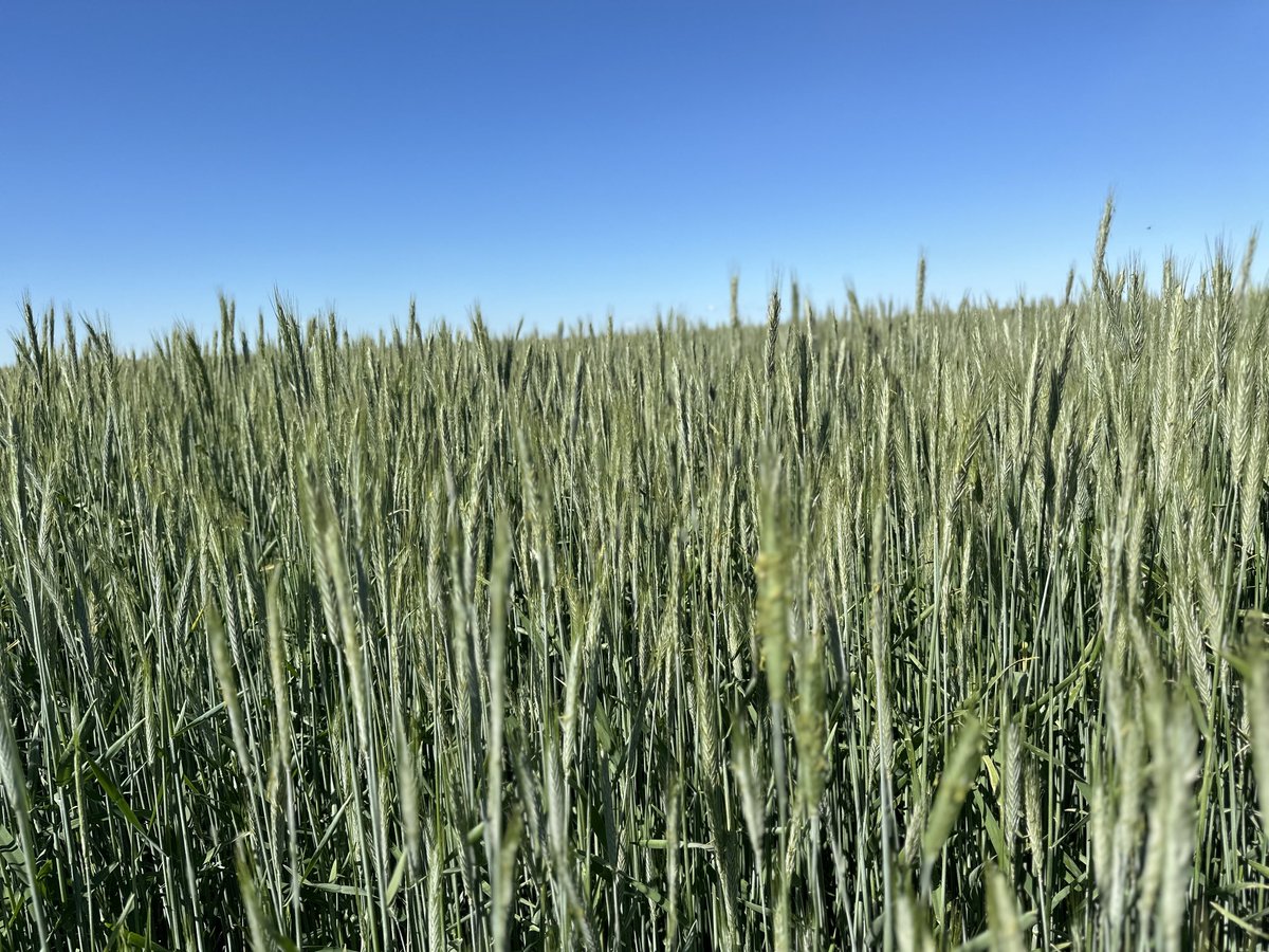 CordonGeisam's tweet photo. Checking out a production field of our new #Hybridfallrye #SUCossani in Southern Alberta ready for you this fall @FPGenetics @WillmsSeeds https://t.co/0DJ1ywvOWC