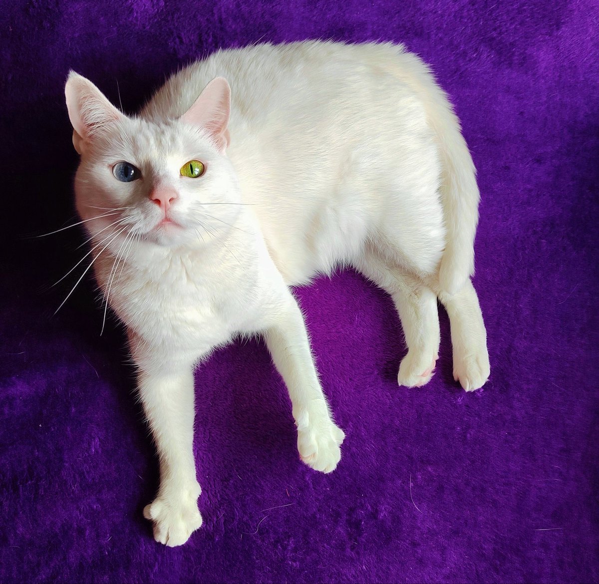 Velvetvonblvck's tweet photo. My beautiful Marilyn she'll be 5 this year on krampusnacht, my little Krampuss #charliemonroe #krampus https://t.co/5aCqwihHZf