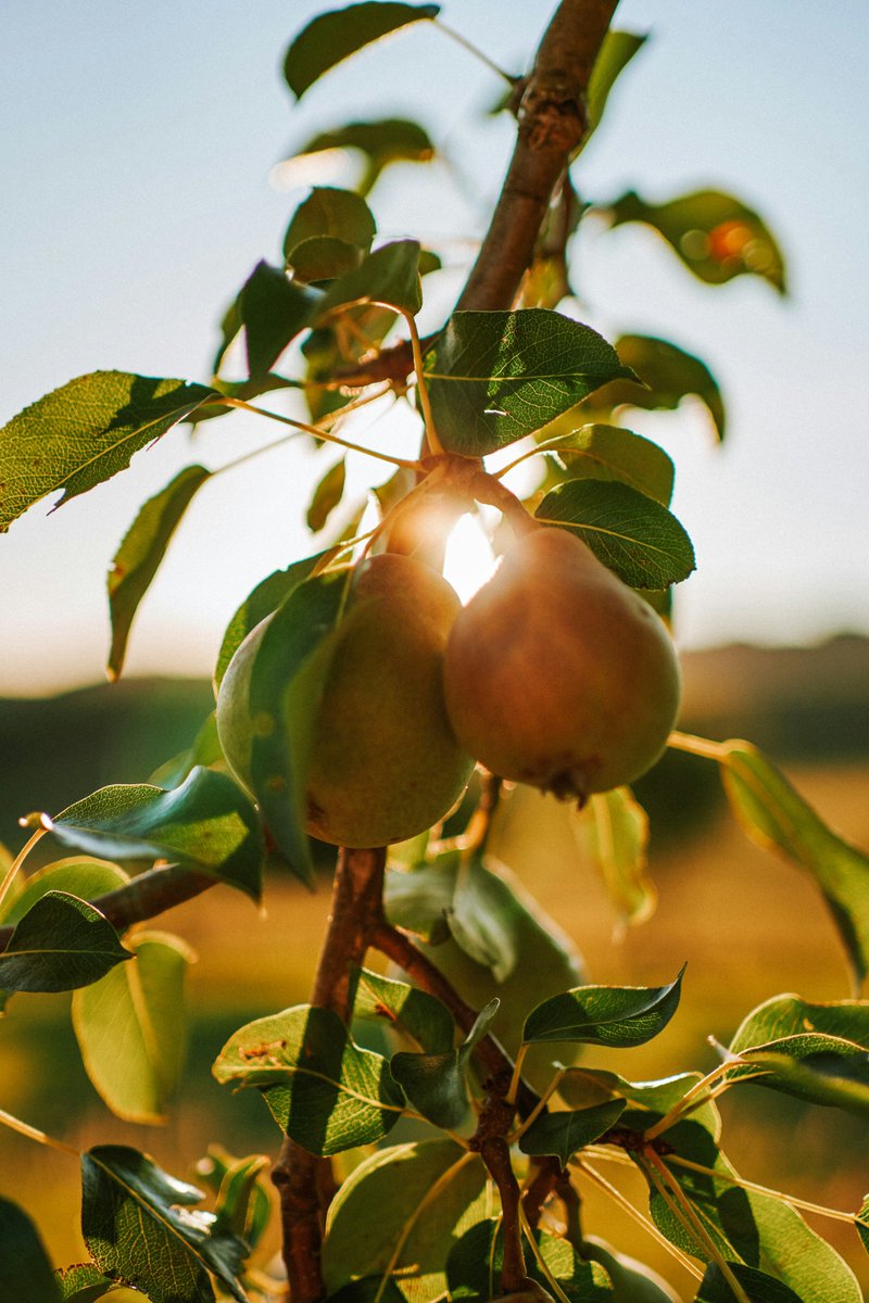 DalesidePlants's tweet photo. TOP TIP: Protect developing and ripening fruits from birds by covering with netting. #gardening #gardeningtips https://t.co/yHvhC01Po3