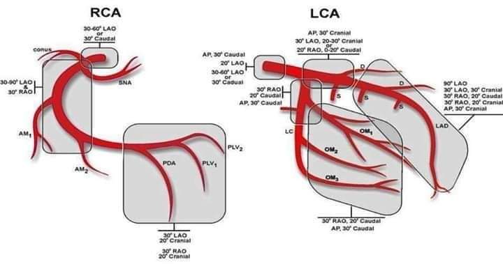 The Heart tweet media