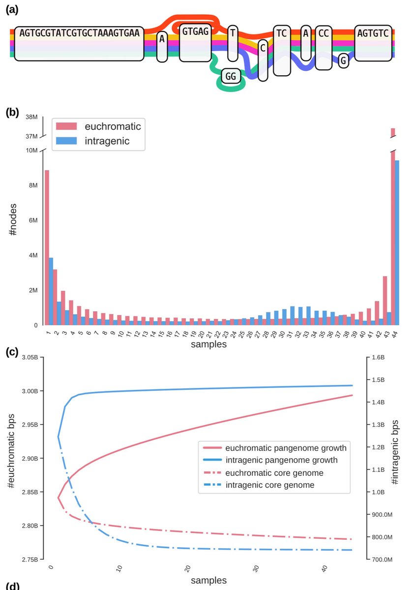Panacus: fast and exact pangenome growth and core size estimation biorxiv.org/content/10.110…
