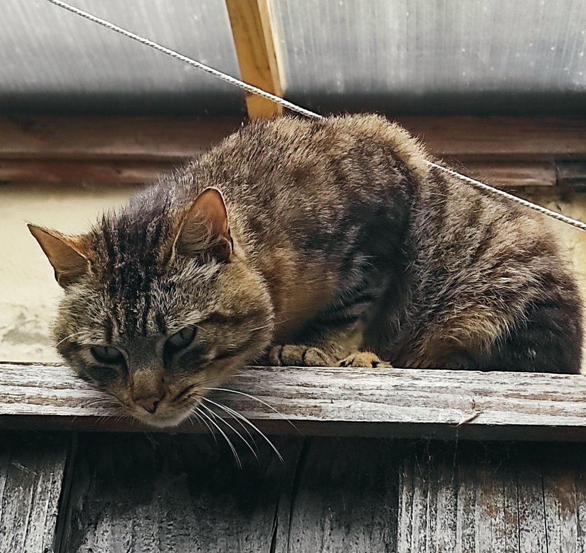 ametistz__'s tweet photo. Il cherche toujours une maison si jamais 🥺
N'importe où, juste à venir chercher dans le Morbihan ❤️❤️

Mâle ± 1 an m, sociable, câlin ✨ https://t.co/4rN4s5RozZ