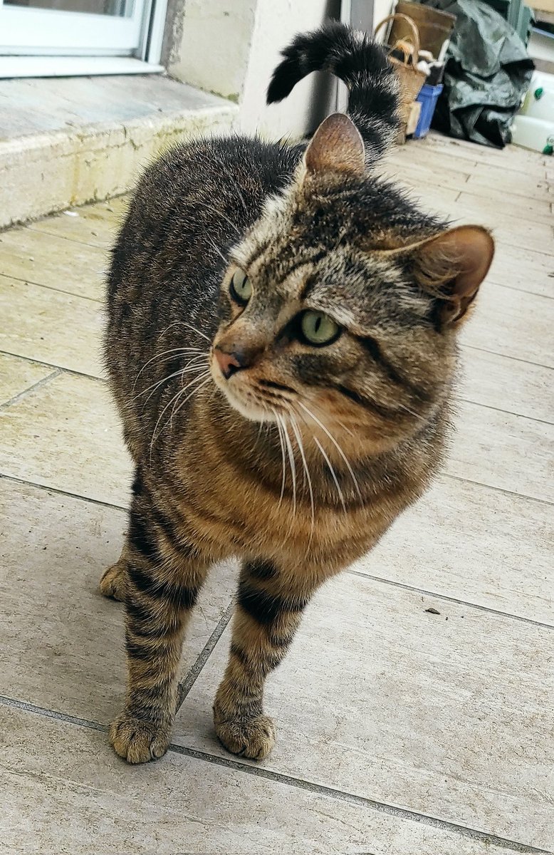 ametistz__'s tweet photo. Il cherche toujours une maison si jamais 🥺
N'importe où, juste à venir chercher dans le Morbihan ❤️❤️

Mâle ± 1 an m, sociable, câlin ✨ https://t.co/4rN4s5RozZ