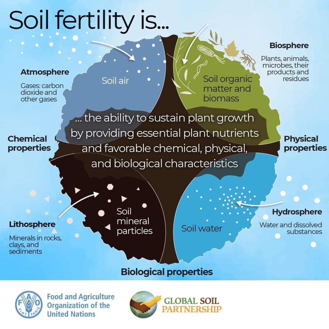 FAOLandWater's tweet photo. What is soil fertility &amp; how is it important? 

Healthy soils sustain life. 🌿🌦️

But soil degradation leads to, among other things, the loss of #soil fertility constituting a risk to #FoodSecurity #Soils4Nutrition
#SoilHealth #GlobalSoilPartnership https://t.co/c7ff6xH7ir