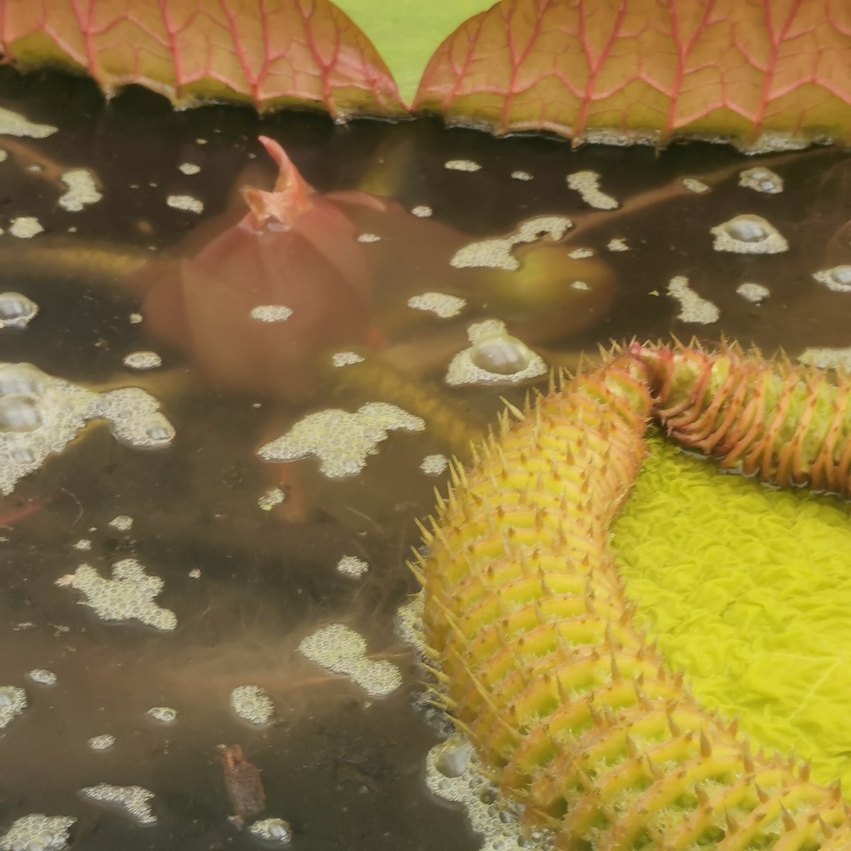 Hayley Thurrat tweet media