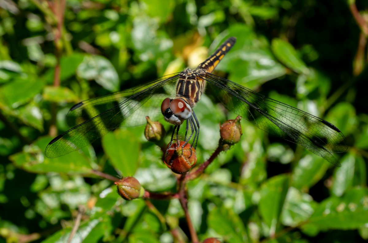 XmxHowes's tweet photo. Beautiful dragonfly photos for sale https://t.co/FFyWqMSdwB #BlueDasher #Dragonflies #nature #wildlife #bugs #insects #cards #wallart #wings https://t.co/QVuYnL2WS9