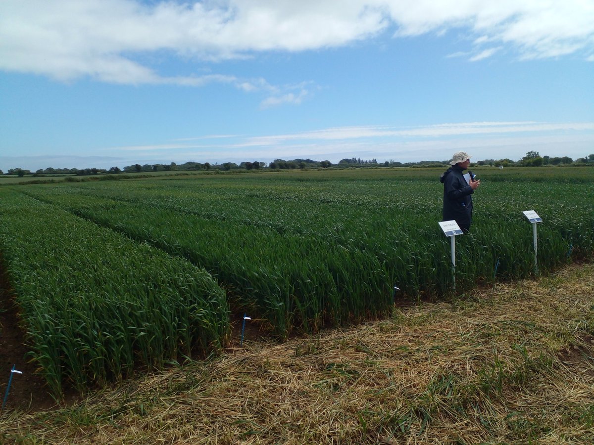 Geraghty_Notill's tweet image. Excellent briefings on all crop varieties from @John_Dunne_ at @Goldcrop trials day in Shanagarry today. Great to see advances in crop breeding and seed technology @agriculture_ie @DeptOfSciSETU @EUAgri