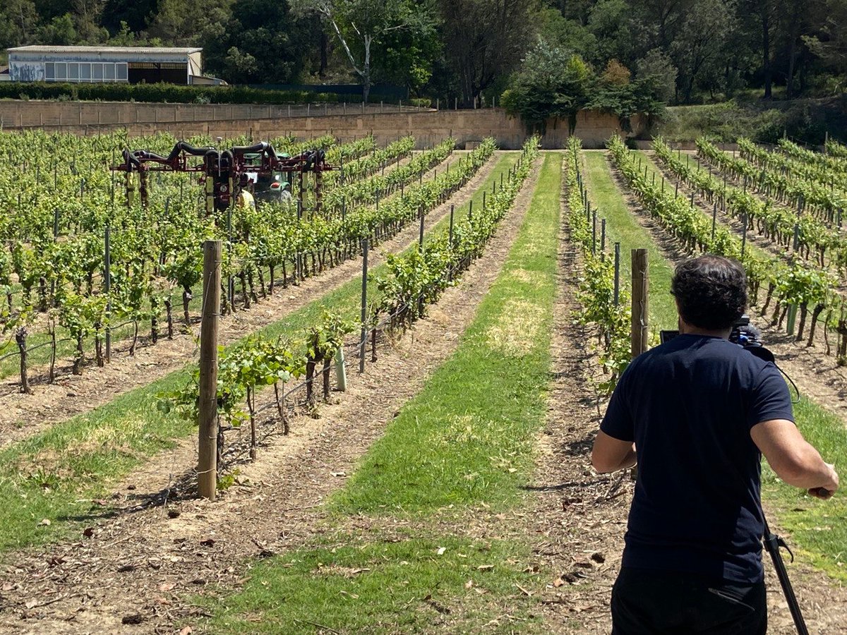 Temperotv's tweet photo. Además, este sábado conoceremos qué métodos contempla el #proyectoadopta para reducir el uso de #fitosanitarios en los #viñedos , así como otras novedosas iniciativas en I+D+i. A las 14:55h en @aragontv
 @DOSomontano @VinasdelVero https://t.co/EN8tjy55Mm