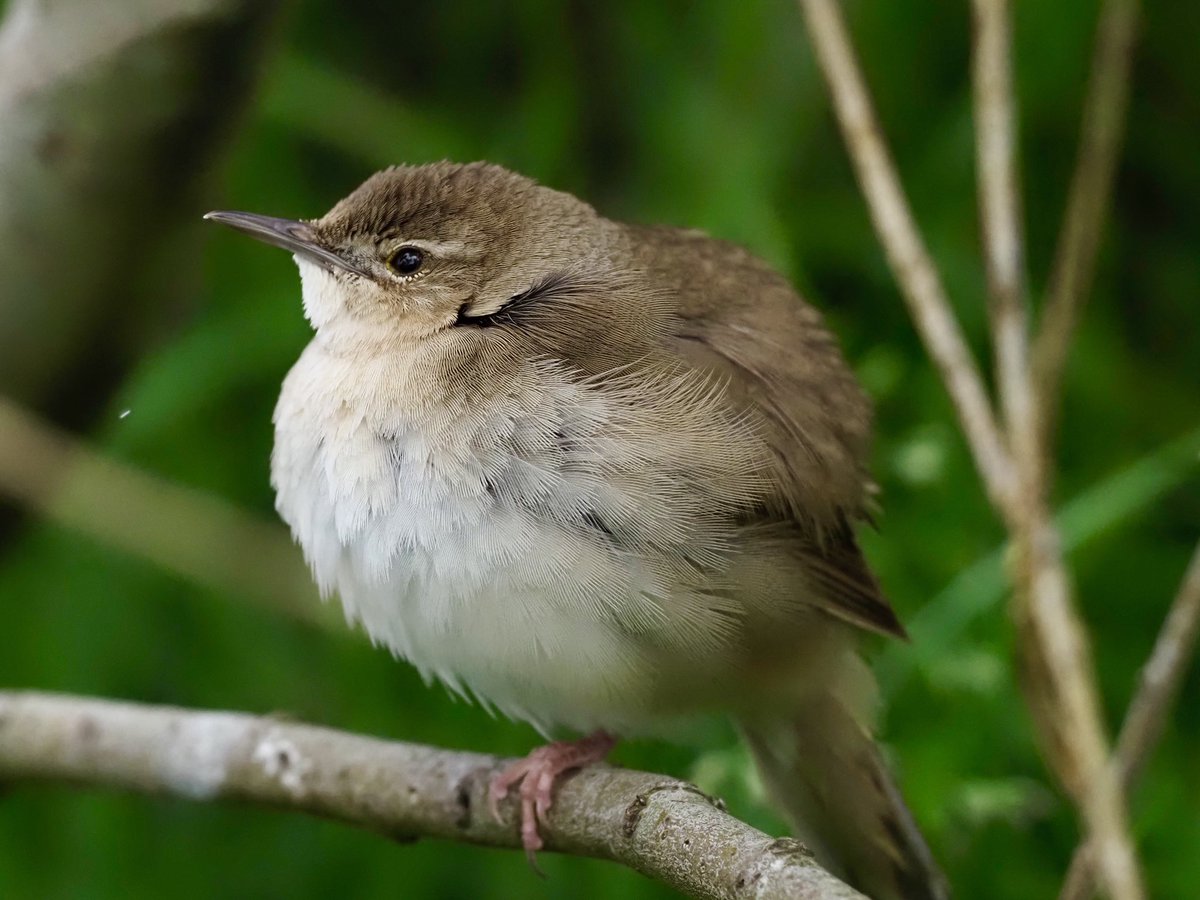 Kevin Kelly (@kevinkelkenny) on Twitter photo Was up in Fetlar working yesterday- so thought it would be rude not to pop down and see the Savi’s warbler at RSPB Mires of Funzie- found by <a href="/GriffinWildlife/">Chris Griffin</a> a week ago. A good one for the site list. Was up in Fetlar working yesterday- so thought it would be rude not to pop down and see the Savi’s warbler at RSPB Mires of Funzie- found by <a href="/GriffinWildlife/">Chris Griffin</a> a week ago. A good one for the site list.