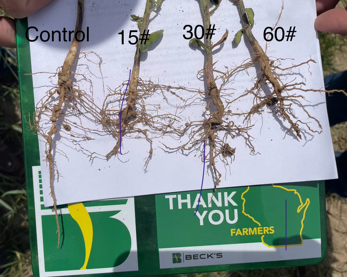 BecksAgWI's tweet photo. Toured our Wisconsin PFR site in Marshall WI. Discussion was lead by @AgronomyJoey.   Dealers throughout the state got an up close look at how studies were progressing with our challenging spring season. #farmersatheart #Uniquelydifferent @BecksHybrids https://t.co/53PMJzOZhS