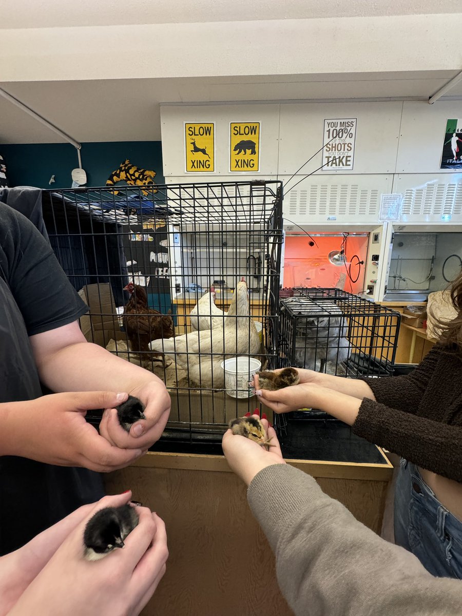 simone_stella74's tweet photo. @Kamloops_SD73 #bced Who is mom? Who is dad? Complete, in-complete and co-dominant genetics being studied with chickens at Kamloops School of the Arts!  #scienceisaverb https://t.co/3dRcF9Ejtp
