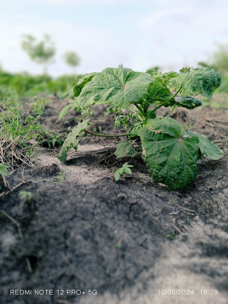 RegenAgro's tweet photo. https://t.co/9hejKw0k9a