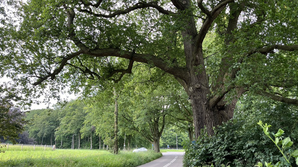 Maarten Veldhuis 💬 tweet media