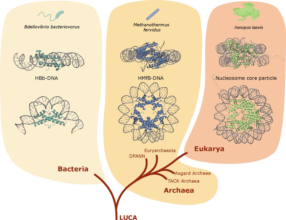 Vikram Alva (@vikram_alva) on Twitter photo Thrilled to share our manuscript on bacterial histone HBb from Bdellovibrio in <a href="/NAR_Open/">Nucleic Acids Res</a>! We report DNA-bound HBb structures, showing its DNA bending properties. With Birte Hernandez Alvarez, <a href="/DameLab/">Remus T. Dame</a>, Yimin Hu, @SammyBoterhammy, @MPI_Bio, <a href="/LeidenScience/">Leiden Science</a>
academic.oup.com/nar/advance-ar… Thrilled to share our manuscript on bacterial histone HBb from Bdellovibrio in <a href="/NAR_Open/">Nucleic Acids Res</a>! We report DNA-bound HBb structures, showing its DNA bending properties. With Birte Hernandez Alvarez, <a href="/DameLab/">Remus T. Dame</a>, Yimin Hu, @SammyBoterhammy, @MPI_Bio, <a href="/LeidenScience/">Leiden Science</a>
academic.oup.com/nar/advance-ar…