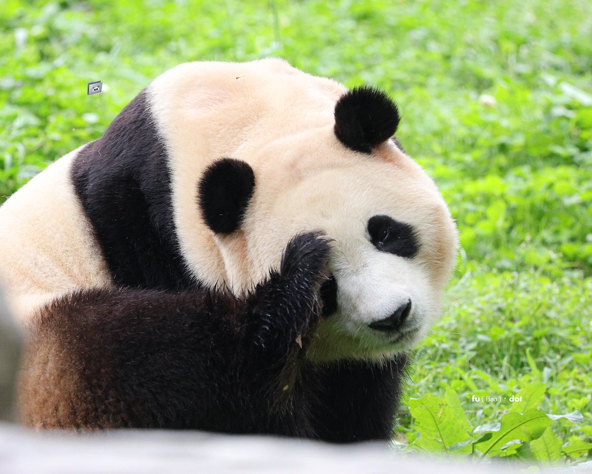 fubao_dot's tweet photo. 240613 산책하다 눈이 간지러웠던 푸쥬쥬🐼🩷 #푸바오 #fubao #福宝 #선슈핑기지
#선슈핑 https://t.co/6Zo1bVPj7P