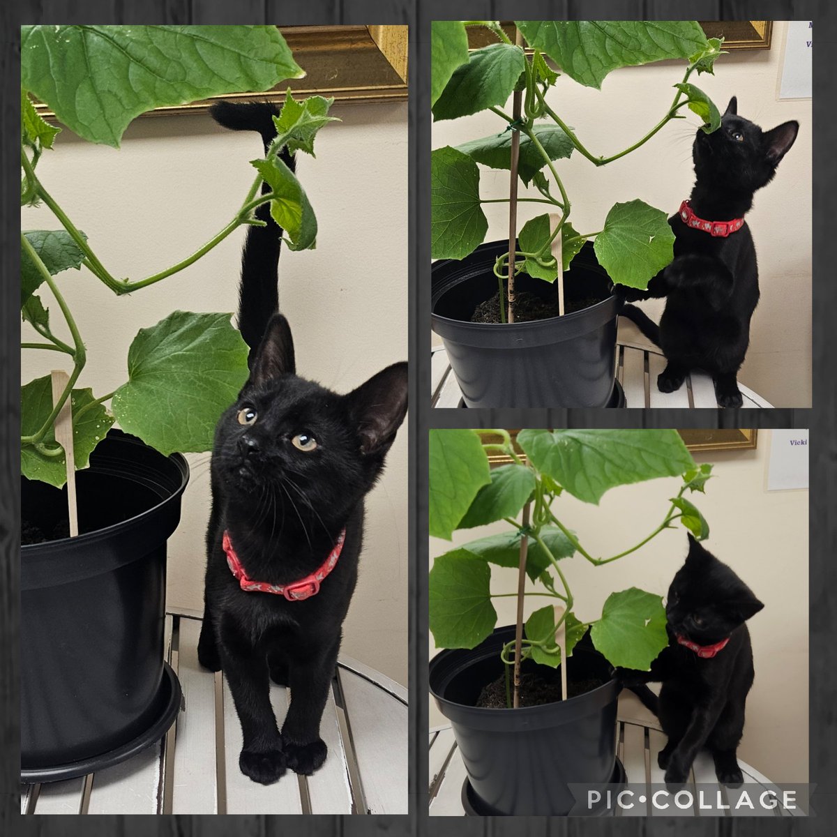 SpringfieldBFD's tweet photo. Our wilful Wilma Mae helping out with the plants! 🪴😃🐈‍⬛❤️ #carehomekitty #meowfornow @AnchorLaterLife https://t.co/odJcIwua8e