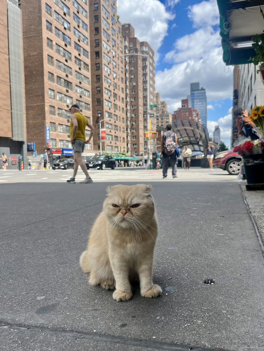 Bodega Cats tweet media