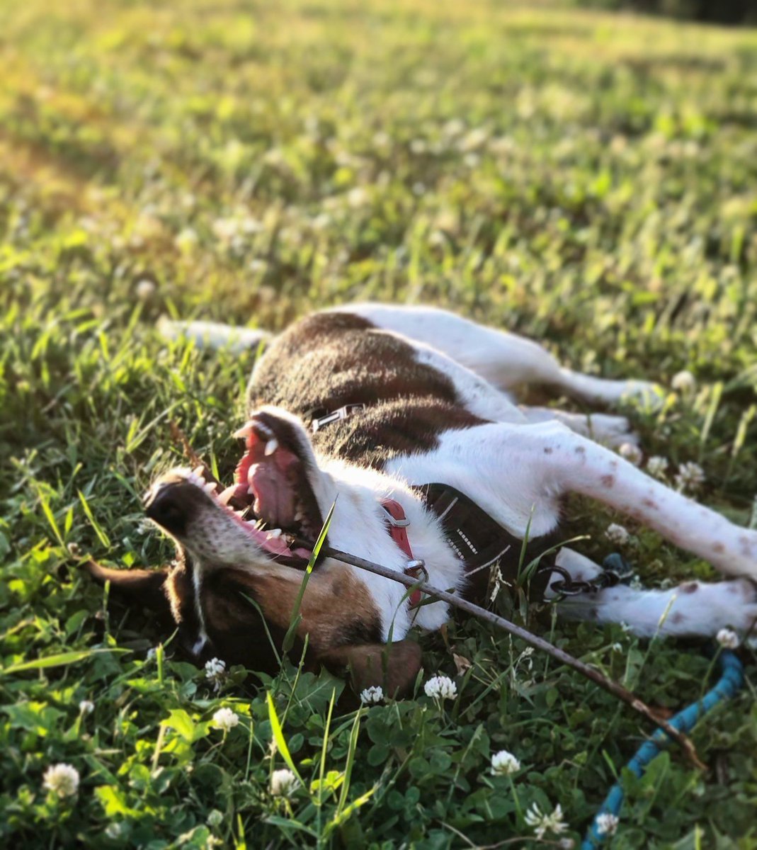 Our researchers have calculated the #beagle joy derived from a stick to be exactly 1.2 times greater than the #beagle joy derived from a crinkly water bottle. #beaglefacts

📷 <a href="/priyankagonemad/">Priyanka</a> / Twitter
