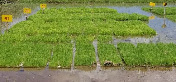 A pesar de las limitaciones para la producción de semilla, el <a href="/GranosInstituto/">Instituto de Investigaciones de Granos</a> no se detiene y va por mas con el uso de todas al alternativas posibles. #CubaVsBloqueo #ArtemisaJuntosSomosMás #AgriculturaCubana <a href="/DiazCanelB/">Miguel Díaz-Canel Bermúdez</a> <a href="/PartidoPCC/">Partido Comunista de Cuba</a> <a href="/YdaelB/">Ydael Pérez Brito</a> <a href="/DrRobertoMOjeda/">Dr. Roberto Morales Ojeda</a>