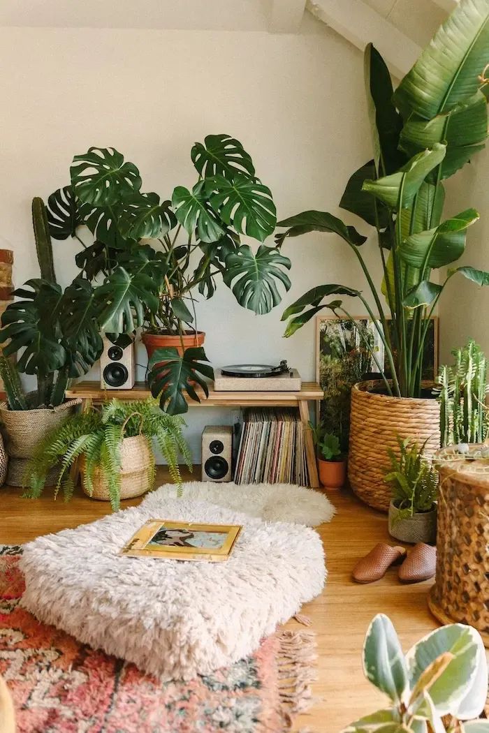 lilplantsworld's tweet photo. Every home deserves a green corner! Whether you have a cozy corner or need to create one, find the perfect indoor plants at https://t.co/qohxbiWhMO.

#nature #plants #houseplants #indoorplants #NEET_परीक्षा #G7Summit #GiorgiaMeloni #Budget2024 #AjitDoval #Devara #BoycottNetflix https://t.co/7uc6P7Q5z1