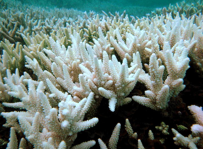 thembauk's tweet photo. Researchers have found compelling evidence that intense, summertime #MarineHeatwaves play a significant role in the decline of vital marine species such as #corals, #kelps and #seagrasses.

https://t.co/OIq7hEbtZB https://t.co/jhOERWngaW