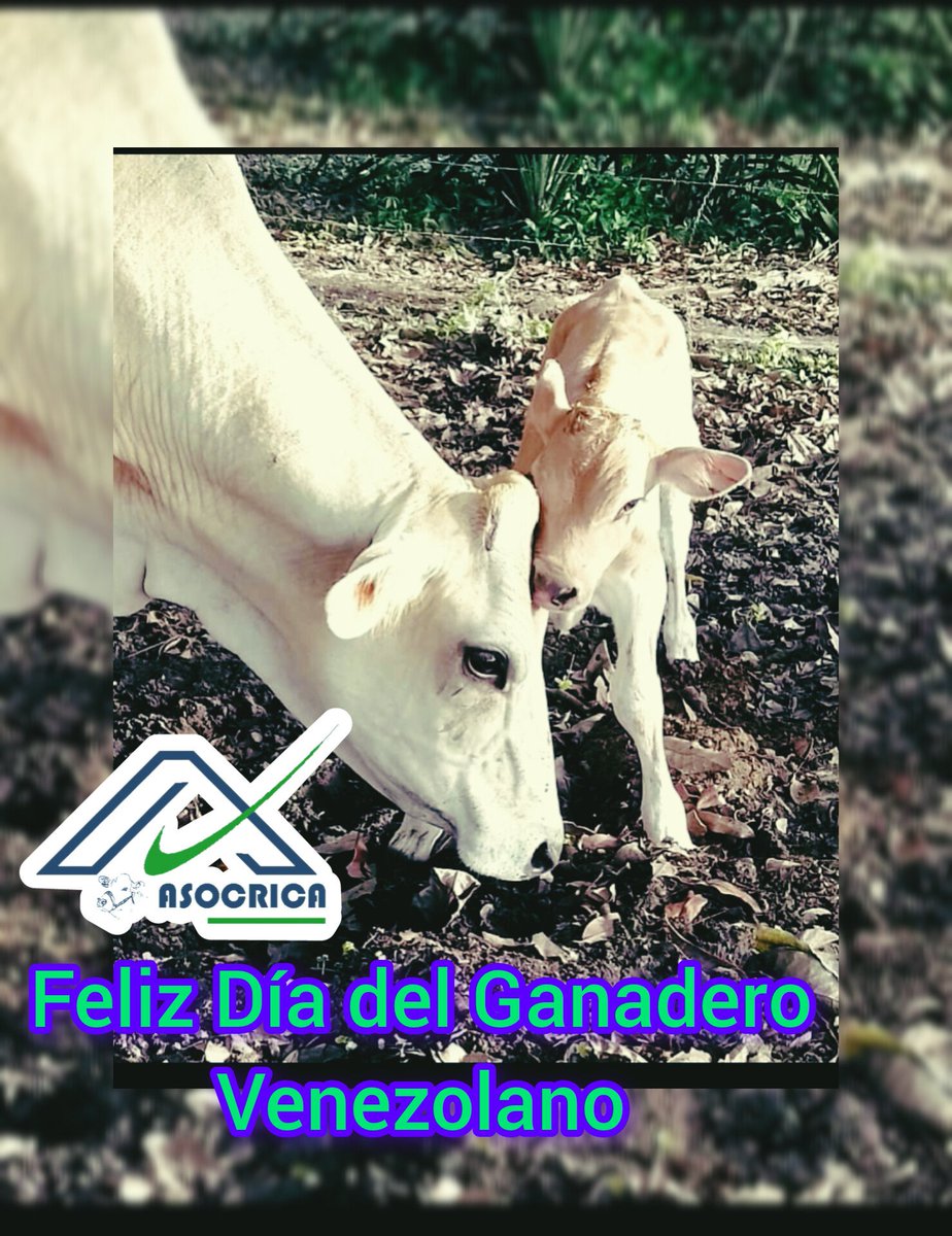 #NotiAsocrica Este 13 de junio se celebra el Día del Ganadero en Venezuela.
 Desde la famila #RazaCarora hacemos extensiva Felicitaciones para nuestros agremiados, así como a todos aquellos que hacen del día a día, con su empeño y dedicación, una mejor Venezuela.
#Diadelganadero