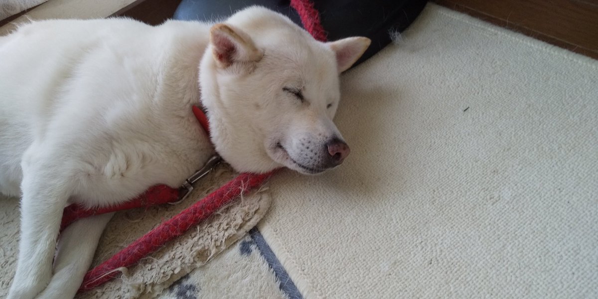 posipopo's tweet photo. 今日もお疲れ様でした😌💓

今朝 テレビで言ってたけど いいね欄が もう非公開になってる？😱
なんか寂しい😣⤵️

明日も暑いかな？
体調を崩さないように気を付けて下さいね🙆

おやすみなさい🙋
素敵な夢を💞

#明日も頑張ろうね https://t.co/Dml2AzpHTx