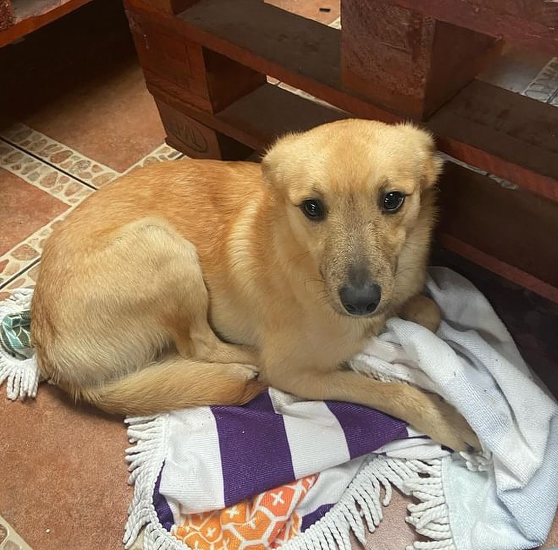 eltuitdemarsh's tweet photo. "Me encontré a este perrito, en el sector de Villa San Martín en Talcahuano, desorientado y tiritando. Lo entré a mi casa por las lluvias, pero no me lo puedo quedar. Es muy juguetón y obediente. Si lo estás buscando o deseas adoptarlo, llama al 966821530." Favor RT!
#Talcahuano https://t.co/e48hOvpV3J