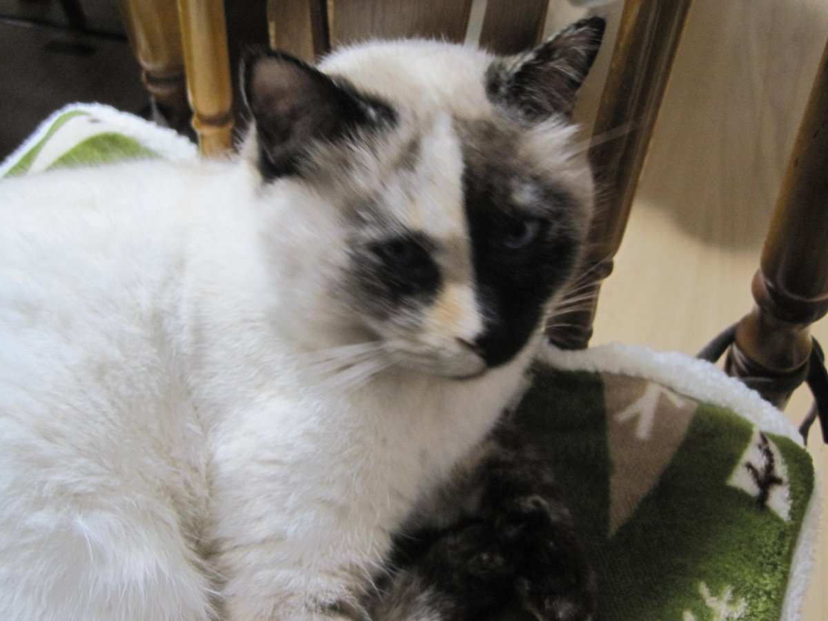 itumonohon's tweet photo. 実家の猫を探しています
2024年6月9日　新潟県南区茨曽根付近で行方不明
種類：雑種
性別：メス
年齢：8才
毛色：白と濃い灰色
大きさ:3.5kgぐらい
首輪：ピンクの布製
特徴:顔の真ん中から向かって右側が黒左側が白っぽい
見かけた方や保護された方は通知でご連絡ください。
#迷子猫　#迷い猫 https://t.co/i0AJvXoHkG
