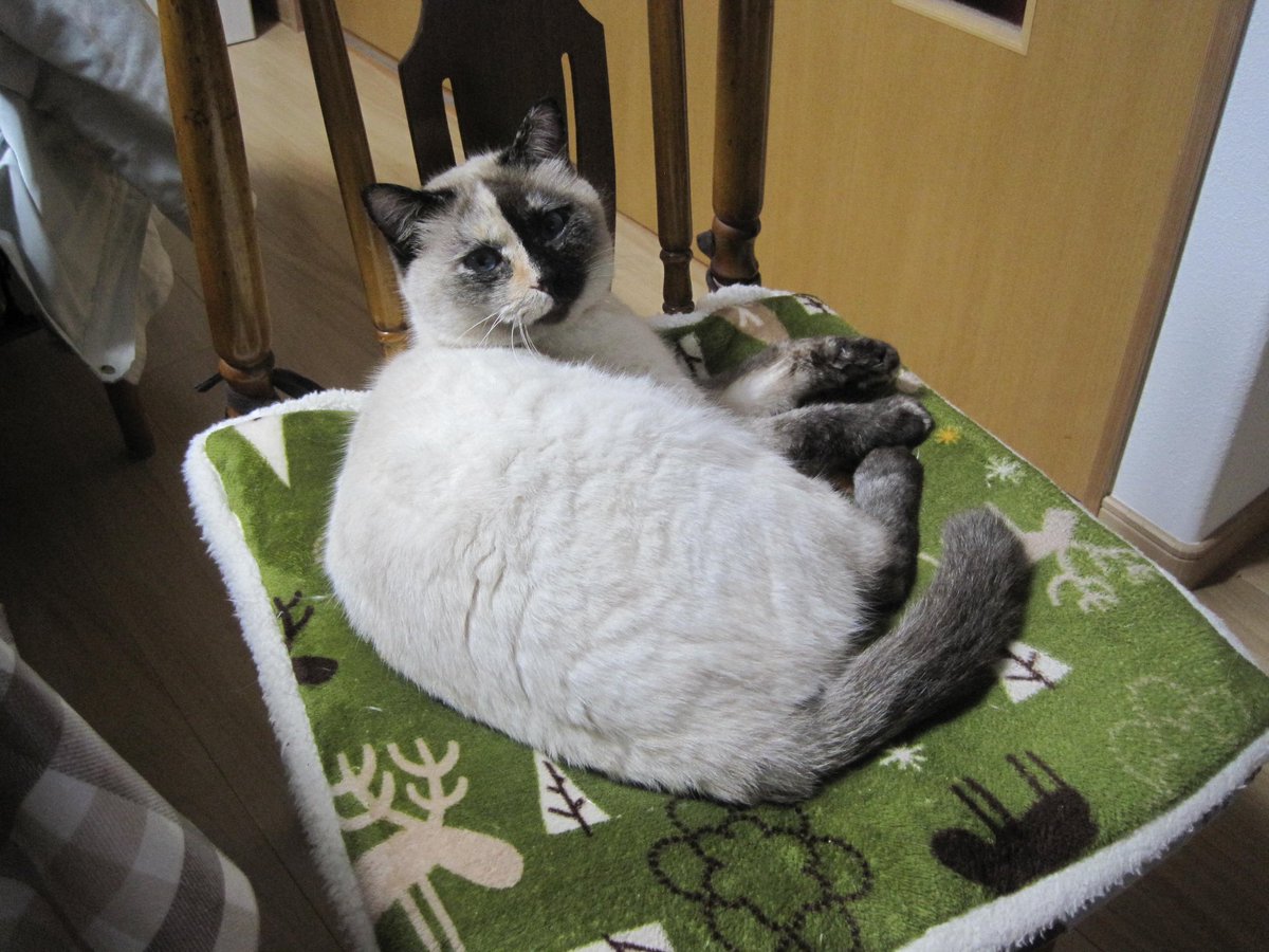 itumonohon's tweet photo. 実家の猫を探しています
2024年6月9日　新潟県南区茨曽根付近で行方不明
種類：雑種
性別：メス
年齢：8才
毛色：白と濃い灰色
大きさ:3.5kgぐらい
首輪：ピンクの布製
特徴:顔の真ん中から向かって右側が黒左側が白っぽい
見かけた方や保護された方は通知でご連絡ください。
#迷子猫　#迷い猫 https://t.co/i0AJvXoHkG