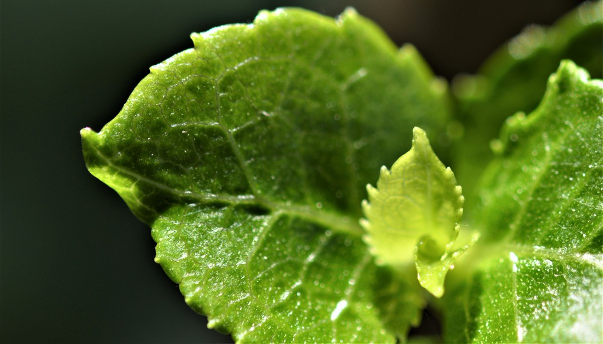mark_majdesign's tweet photo. @clicks1222 #Green #newlife #universalcolour https://t.co/Fr3MM6opDW